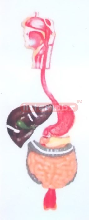 LIFE-SIZE, DIGESTIVE SYSTEM, HANGING PLASTIC PLATE (C TYPE)